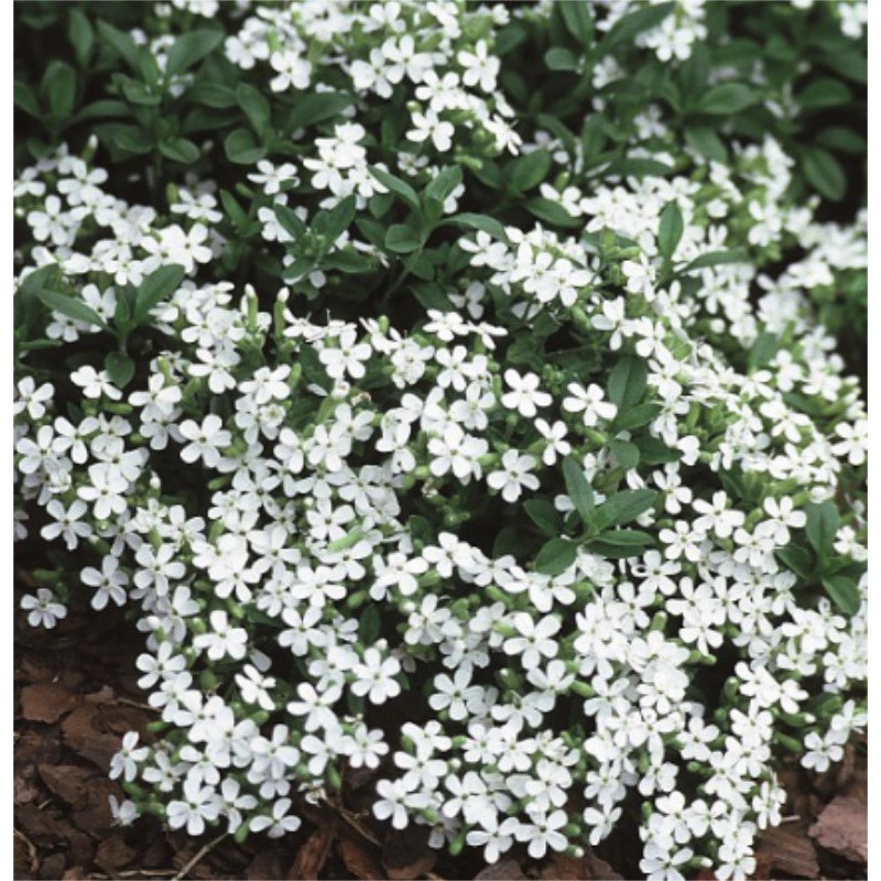 Saponaria Ocymoides Alba- сапонария скална бяла, сапунче  (1077)